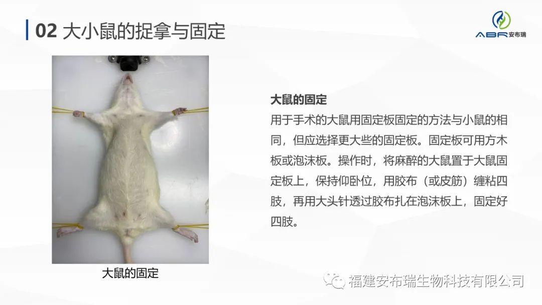 试验动物的捉拿与固定 - _致力成为中国动物试验领跑品牌!