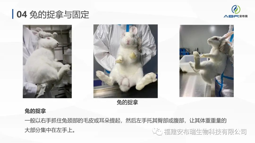 试验动物的捉拿与固定 - _致力成为中国动物试验领跑品牌!
